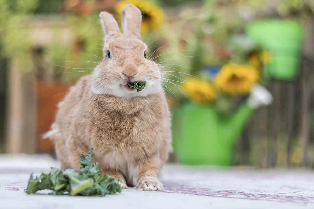 Rufus Rabbit eats a sprig of parsley on deck with sunflowers in background