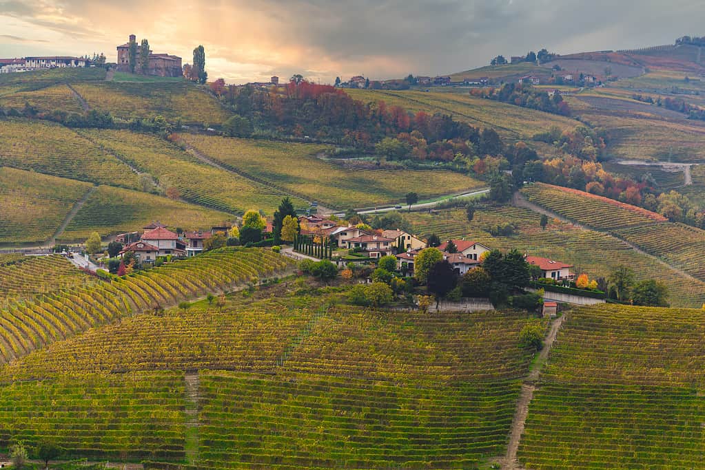Elevated view of the Langhe vineyard hills at sunset in autumn, Unesco World Heritage Site, Alba, Cuneo province, Piedmont, Italy