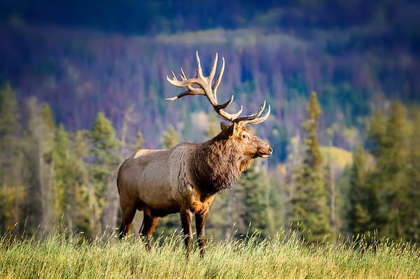 Discover the Largest Elk Ever Caught - A-Z Animals