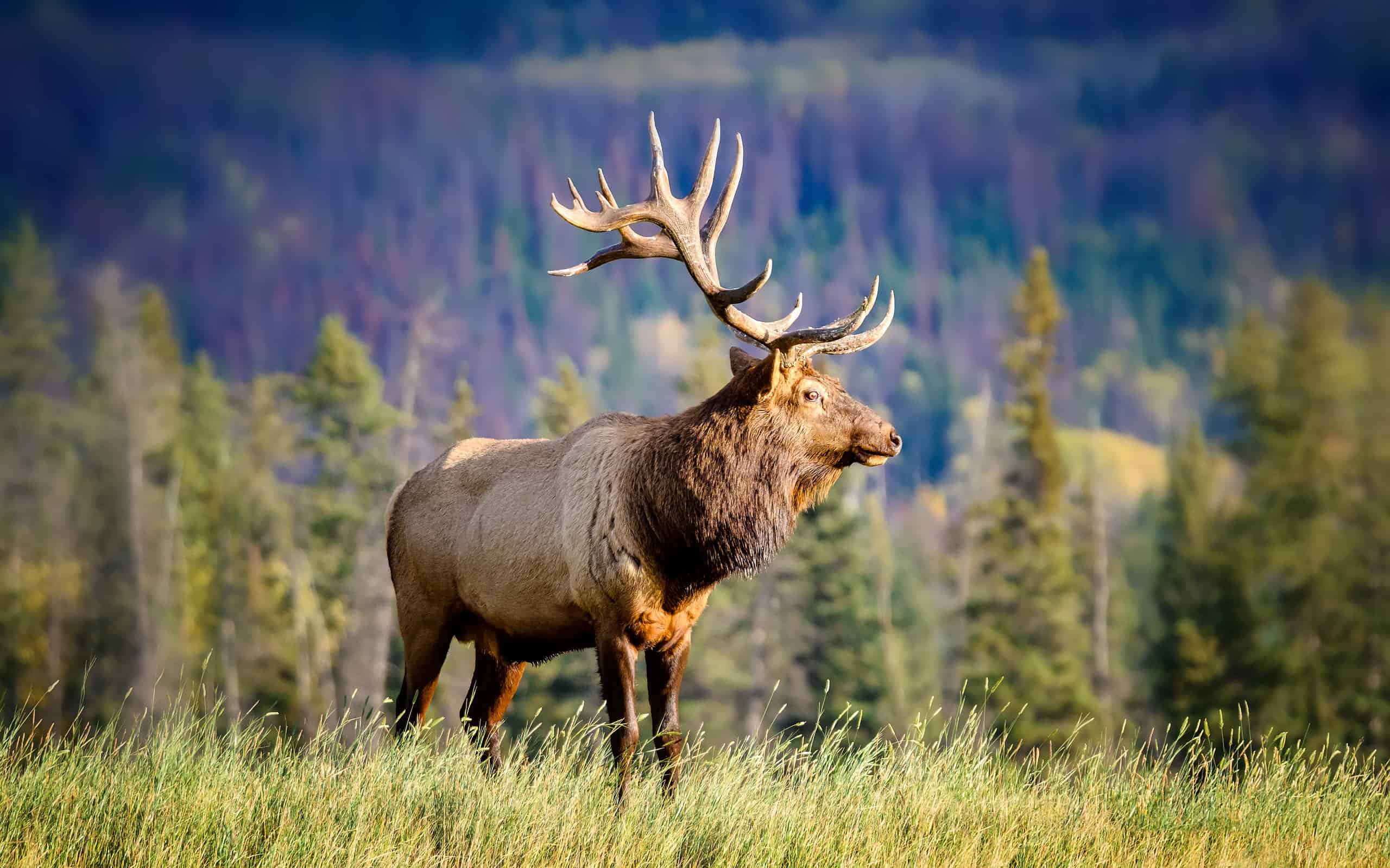 Discover The U S State With The Most Elk A Z Animals