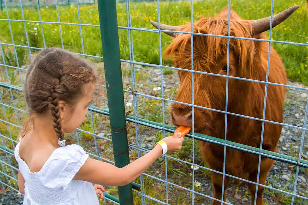 girl feeds carrots to red highland cow in paddock. Scottish breed of cows with long horns, long wavy hair and wonderful bangs