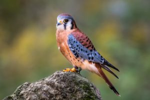 The 4 Types of Falcons That Call Wisconsin Home Picture
