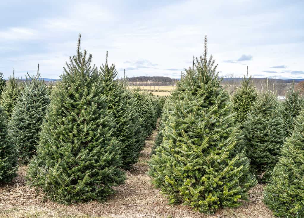 Fraser Fir, Christmas Tree, Farm, Agriculture, Agricultural Field