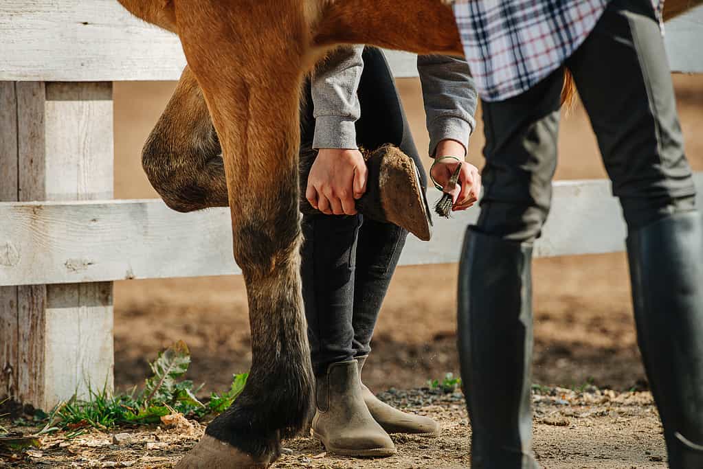 Legs of two people and one horse. Person cleaning hoof with a brush