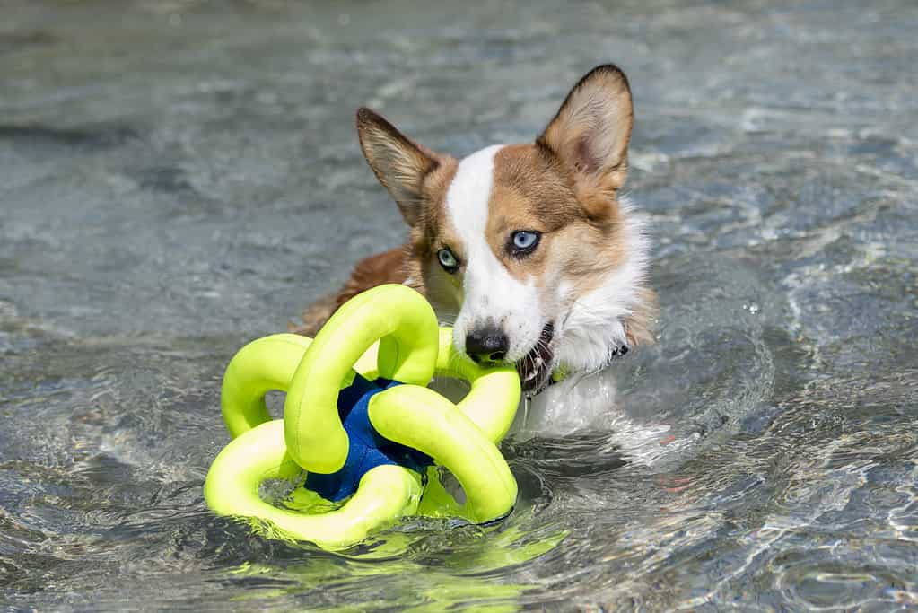 Corgi puppy playing with a toy in the pool
