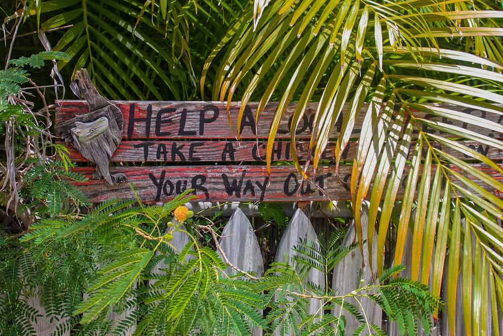 Humorous rustic wooden sign by picket fence in Key West surrounded by tropcal plants says Help a local sleep- Take a chicken with you on your way out of town