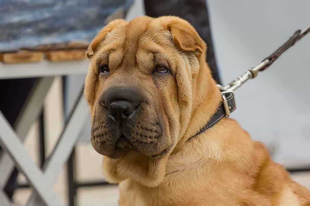 Shar Pei dog breed with a serious look