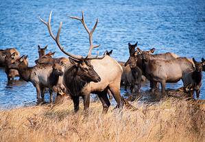 Are Elk Aggressive? (How to Avoid an Encounter) Picture