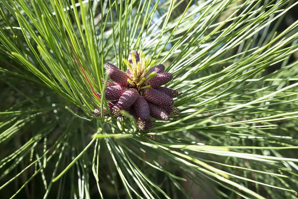 Pine tree species close up