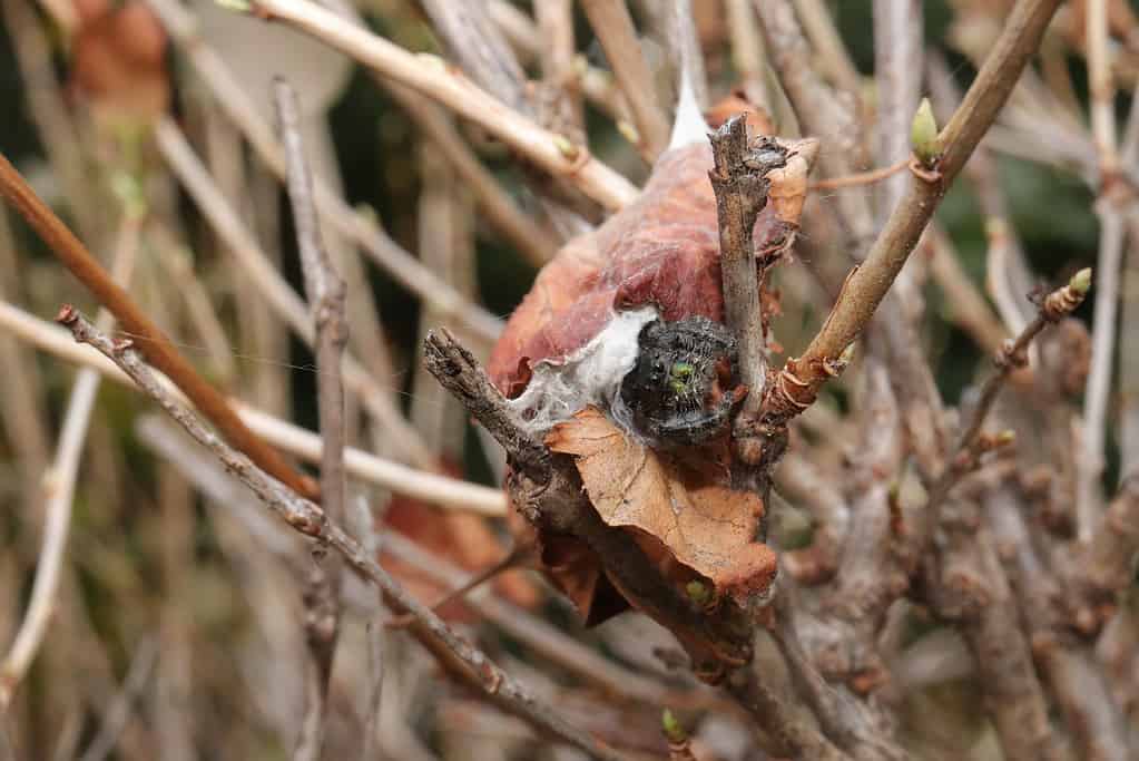 A female orchard jumping spider guards her nest