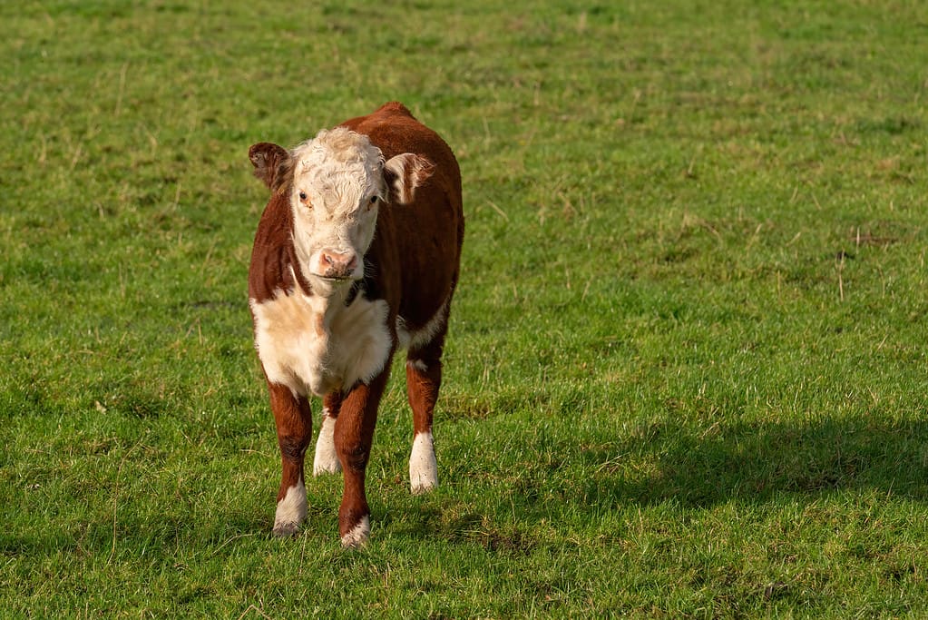 Small brown and white calf with beautiful eyes grazes on a green meadow, the theme of farm animals