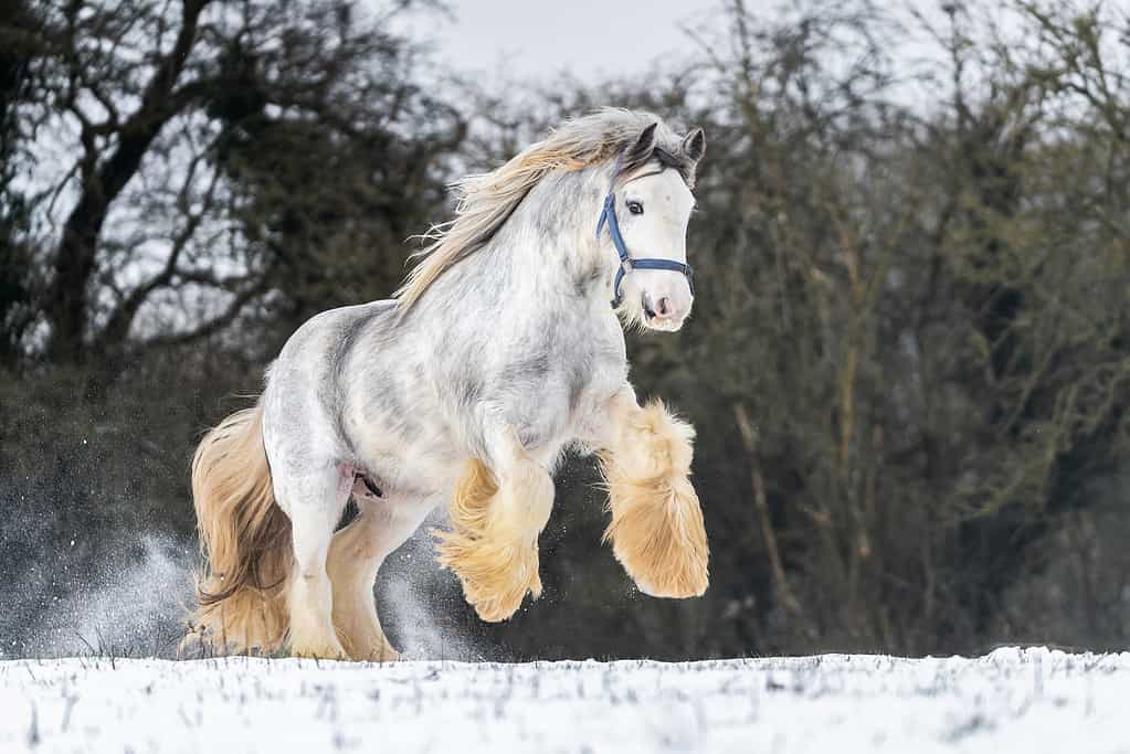 Big Irish cob horse foal in snowy field running wild in snow on ground rearing