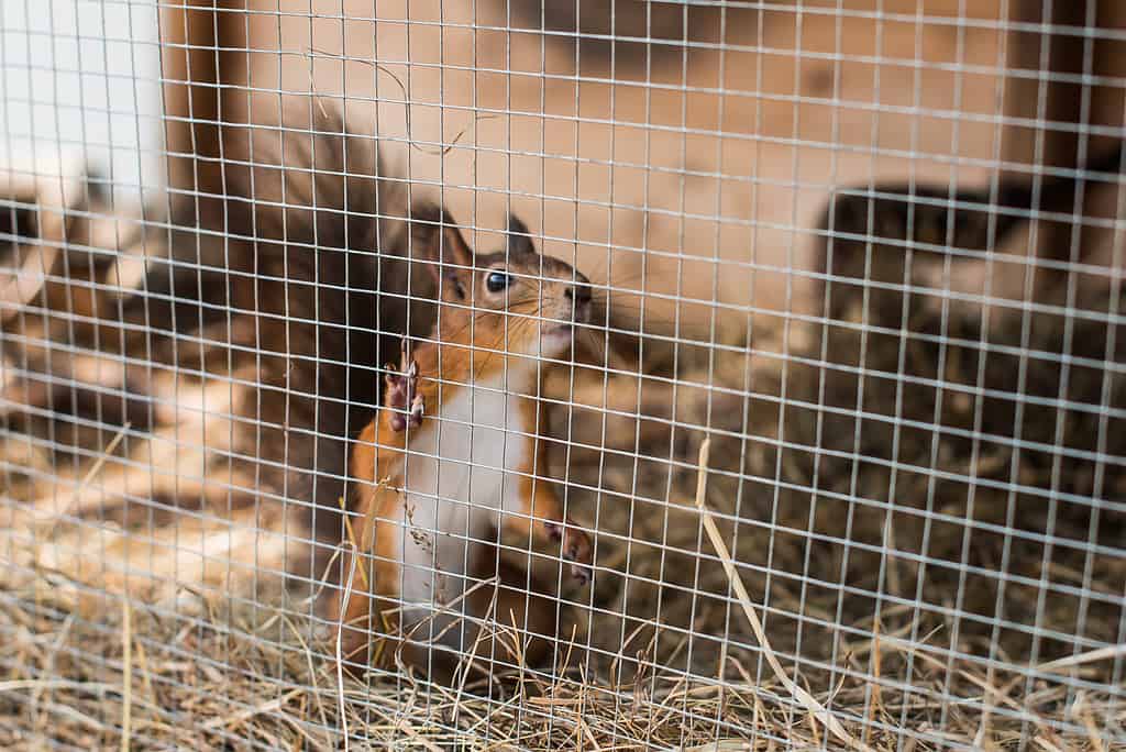 Keeping Squirrels as Pets - cage required