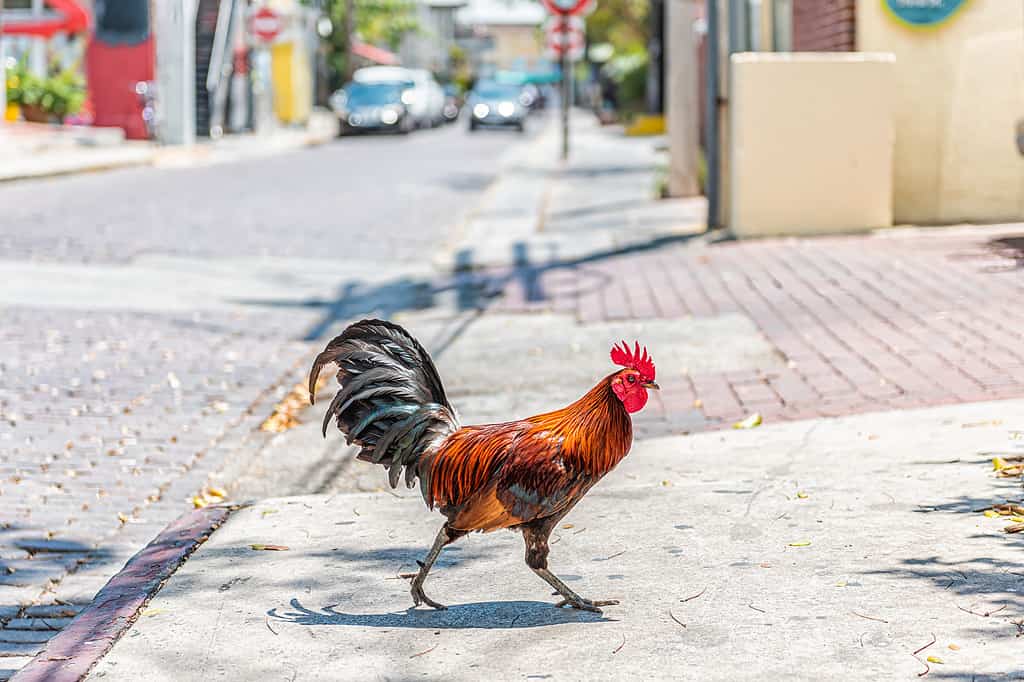 Key West, USA wild rooster chicken one single animal walking crossing street road sidewalk on sunny day in Florida city