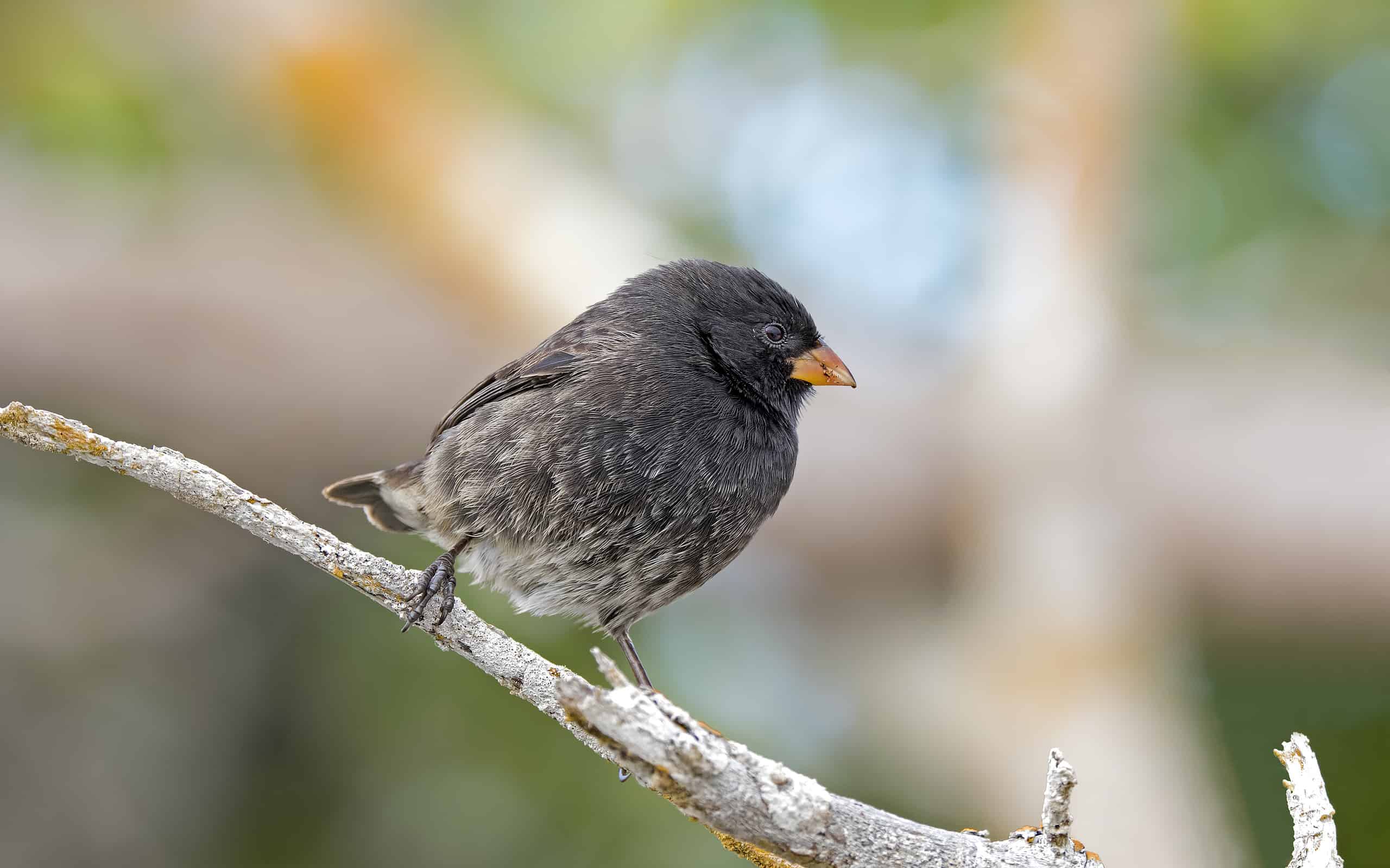 Darwin's Finch: one of the 21 fascinating animals of the Galapagos Island