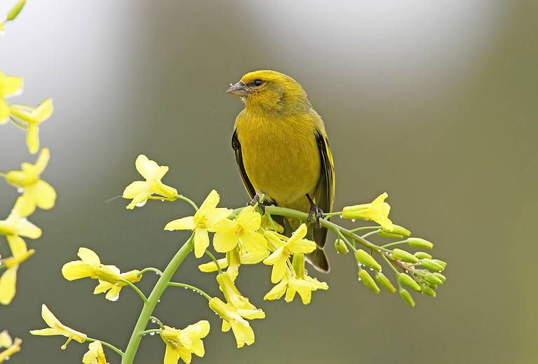 Yellow-crowned Canary