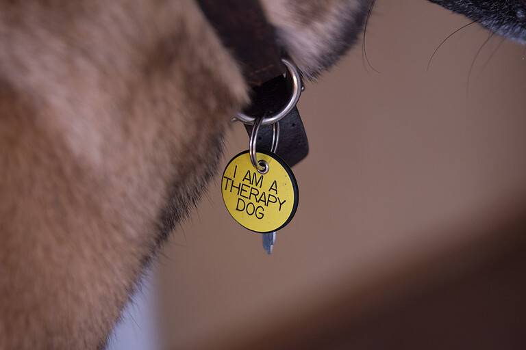 A close-up of a Therapy Dog tag