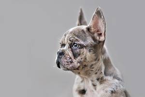 9 Dog Breeds Most Similar to French Bulldogs Picture