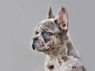 A What Are Piebald Frenchies and How Rare Are They?