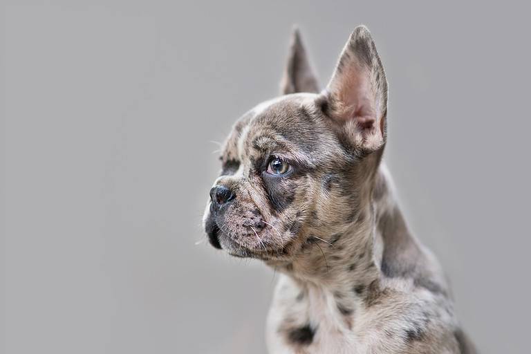 Young merle colored French Bulldog dog puppy with mottled patches