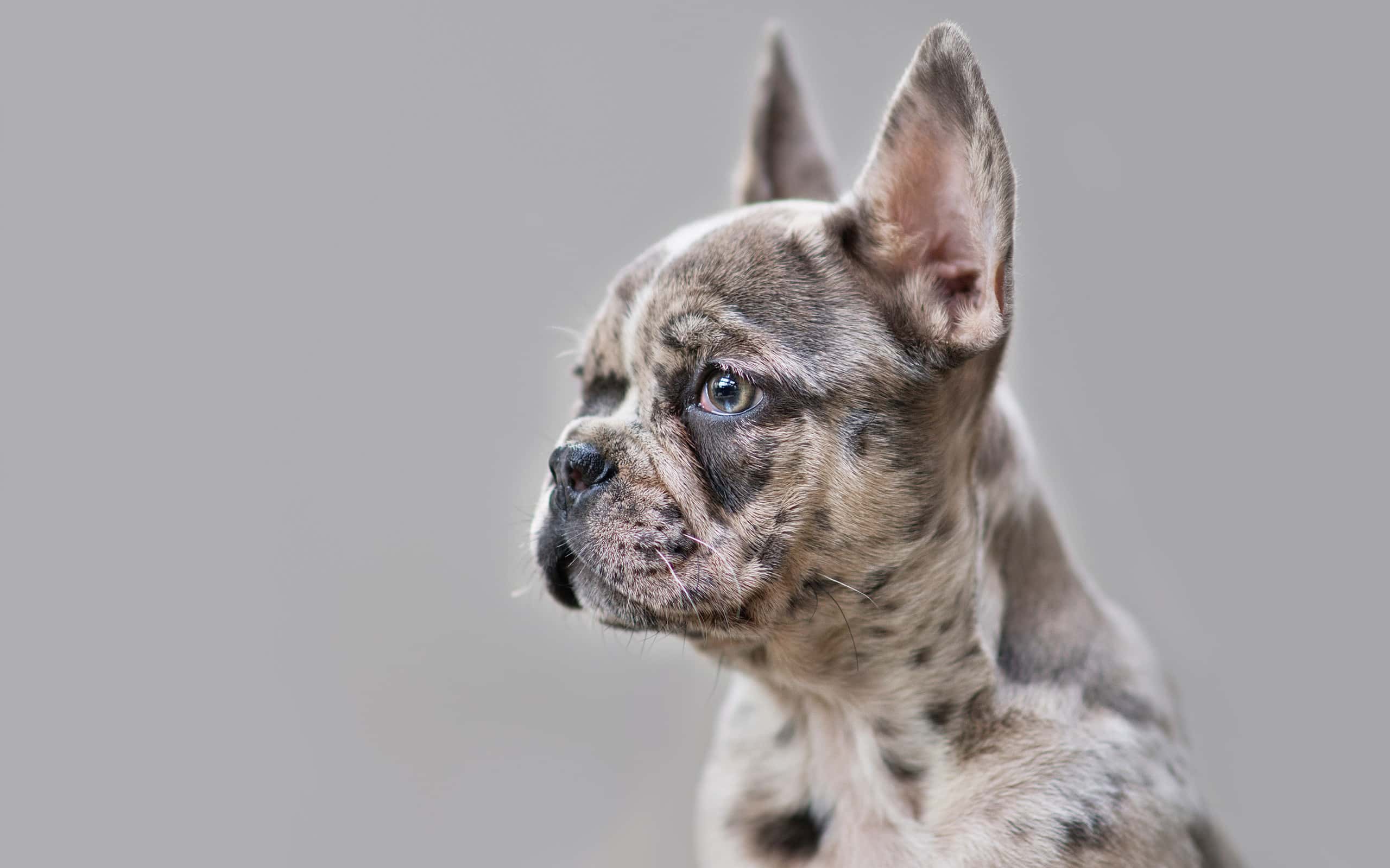 Young merle colored French Bulldog dog puppy with mottled patches