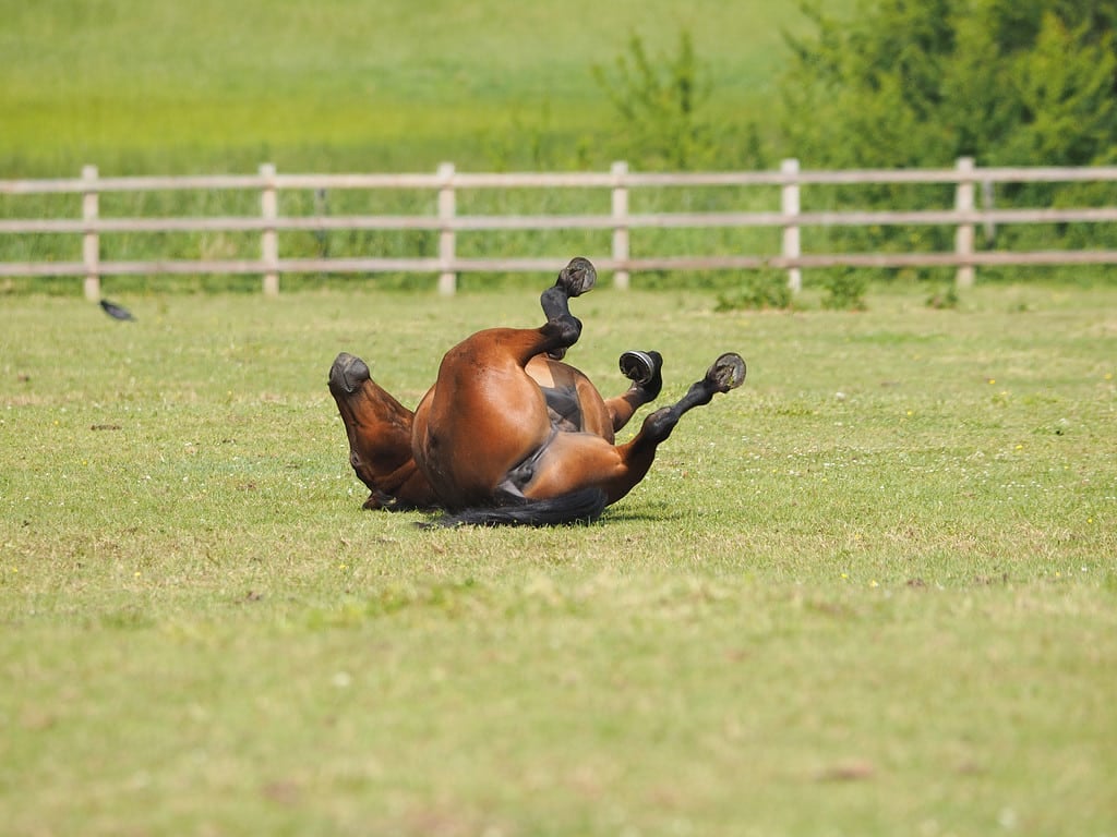 Horse Rolling