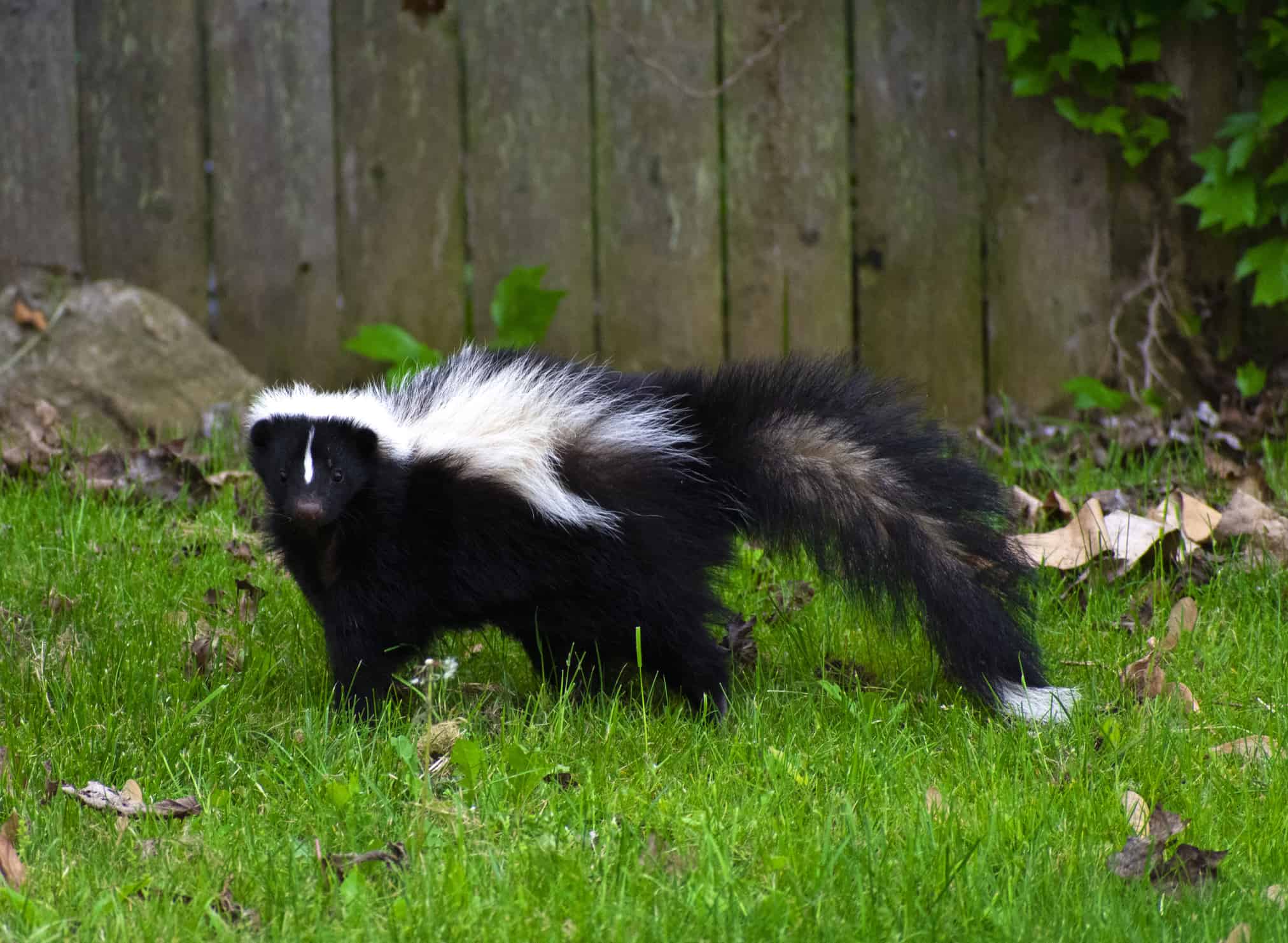 Cute Skunk in a Backyard