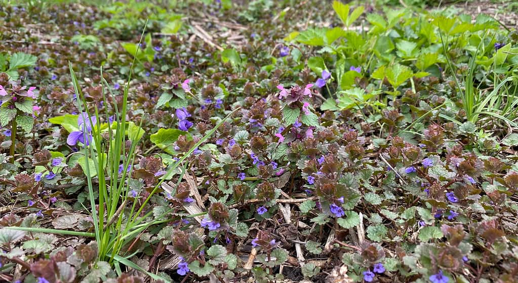 Spring flowers in the meadow. Spring grass, herbs, wildflowers in forest glade. Ground ivy Glechoma hederacea is aromatic, perennial, evergreen creeper of the mint family Lamiaceae.
