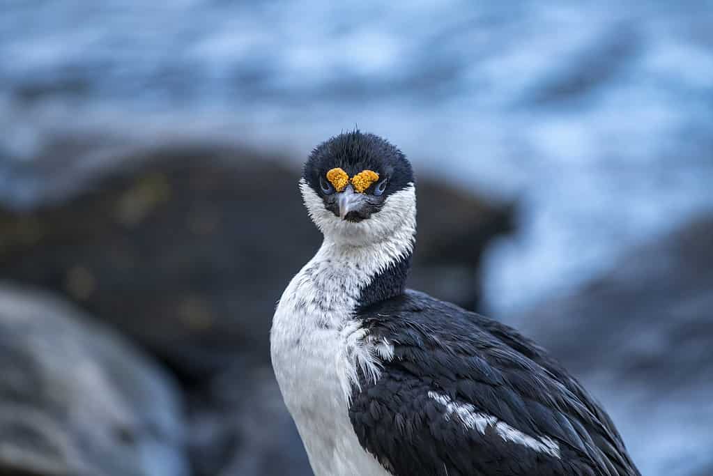 A blue-eyed, or imperial cormorant (Leucocarbo atriceps) rests on rocks near its nest