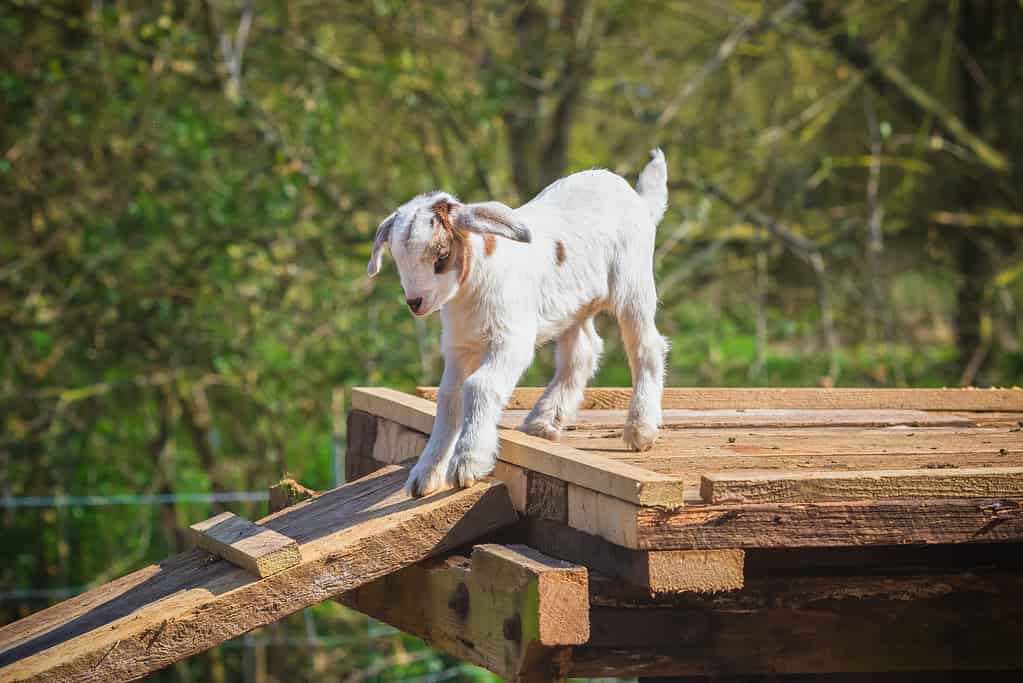 A playful goat kid jumping around at a English dairy farm in Norfolk