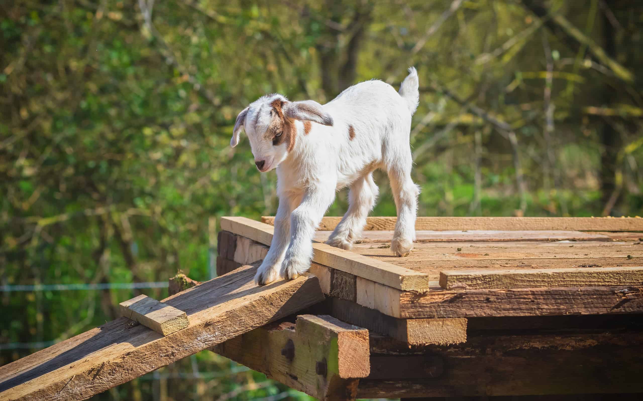 A playful goat kid jumping around at a English dairy farm in Norfolk