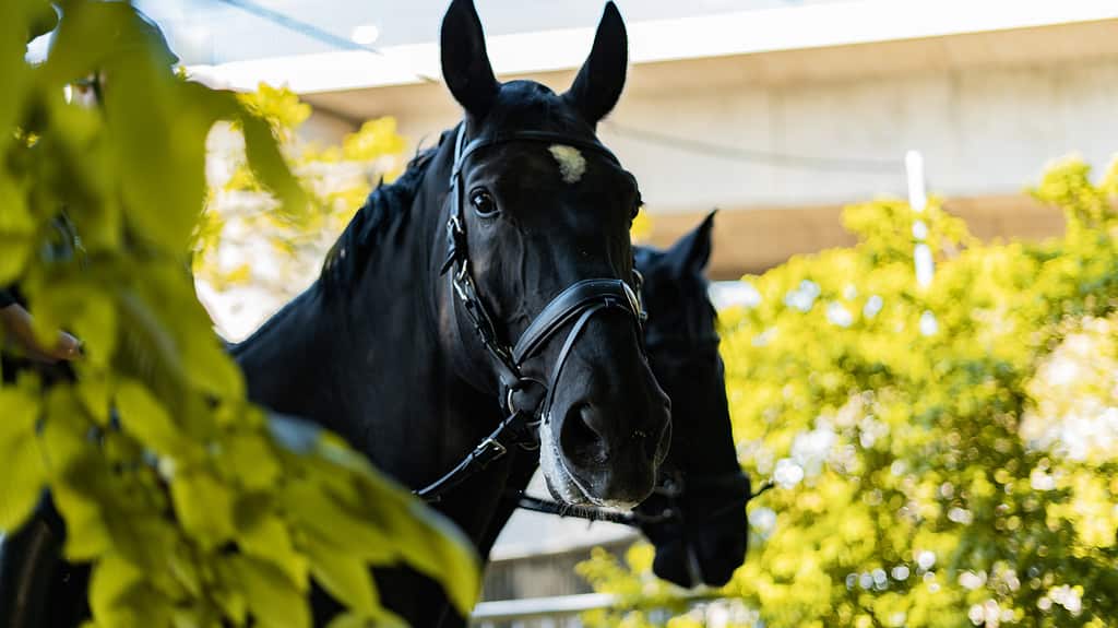 Portrait of Dutch warmblood dressage horse