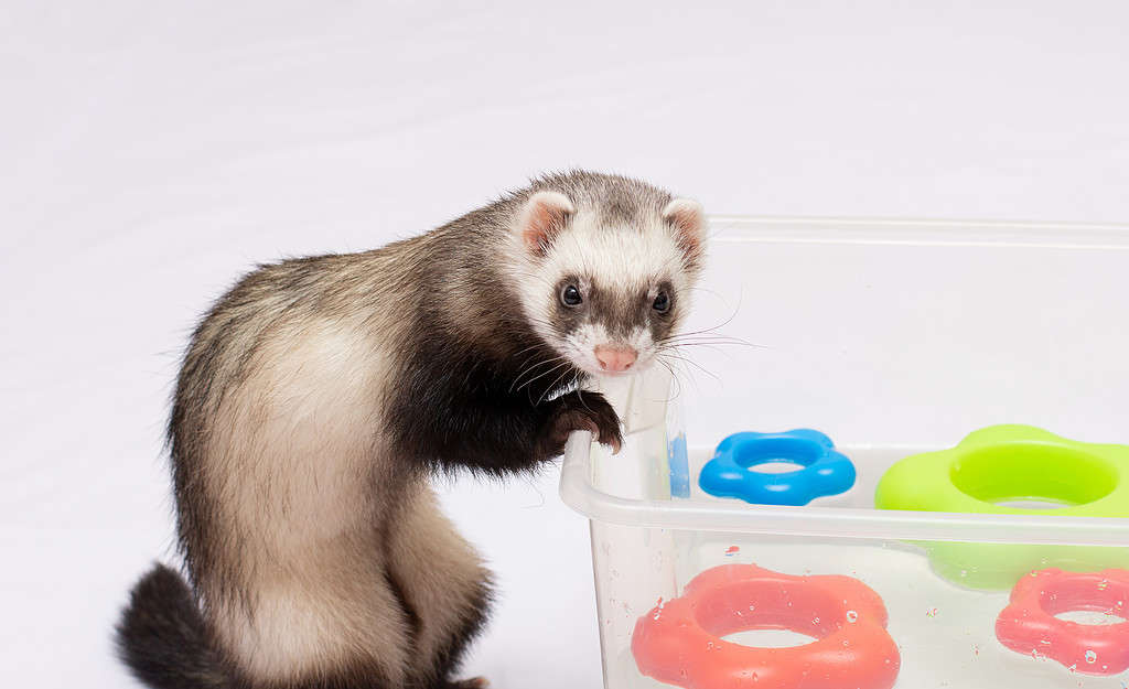 Ferret playing in summer hot day time