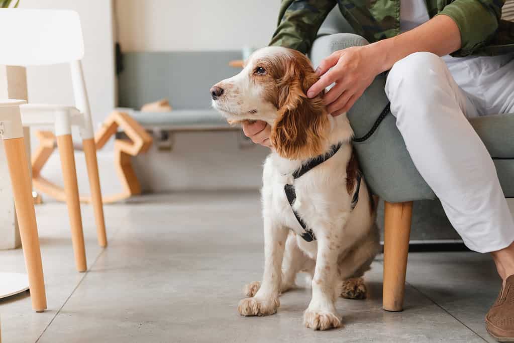 Cute spaniel dog sits at a cafe next to a visitor, generic interior.