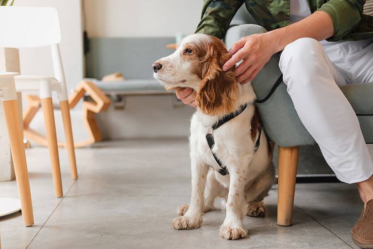 The Top 26 Therapy Dog Breeds