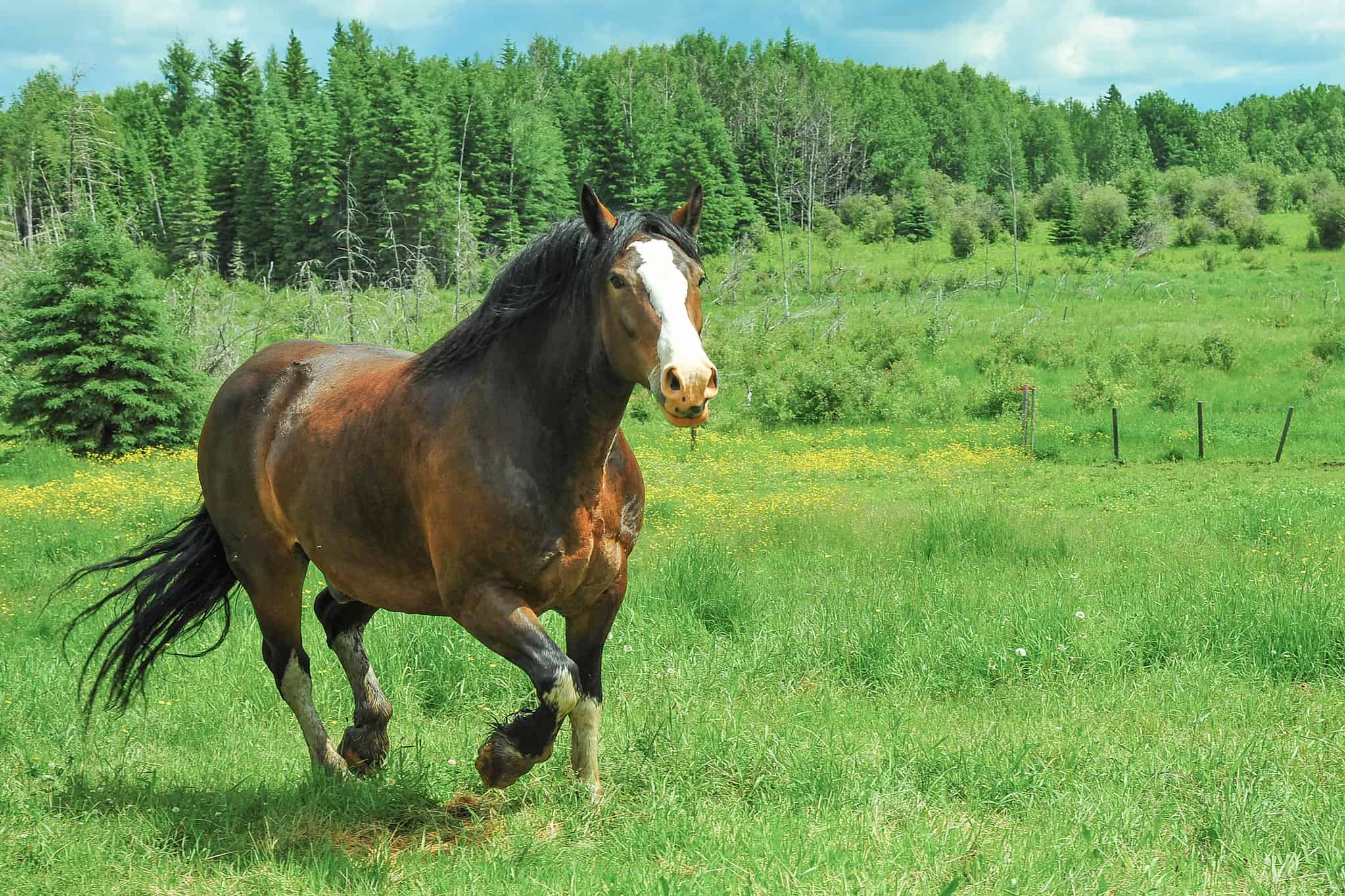 12 Cheapest Horses to Keep as Pets AZ Animals