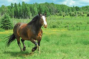 Are Horses Native to America? Discover the Amazing History Picture