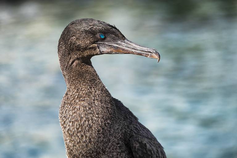 Galapagos animals wildlife - bird flightless cormorant aka galapagos cormorants