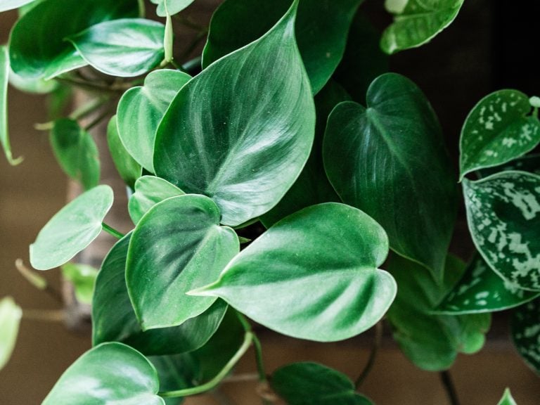 Philodendron Cordatum at its finest