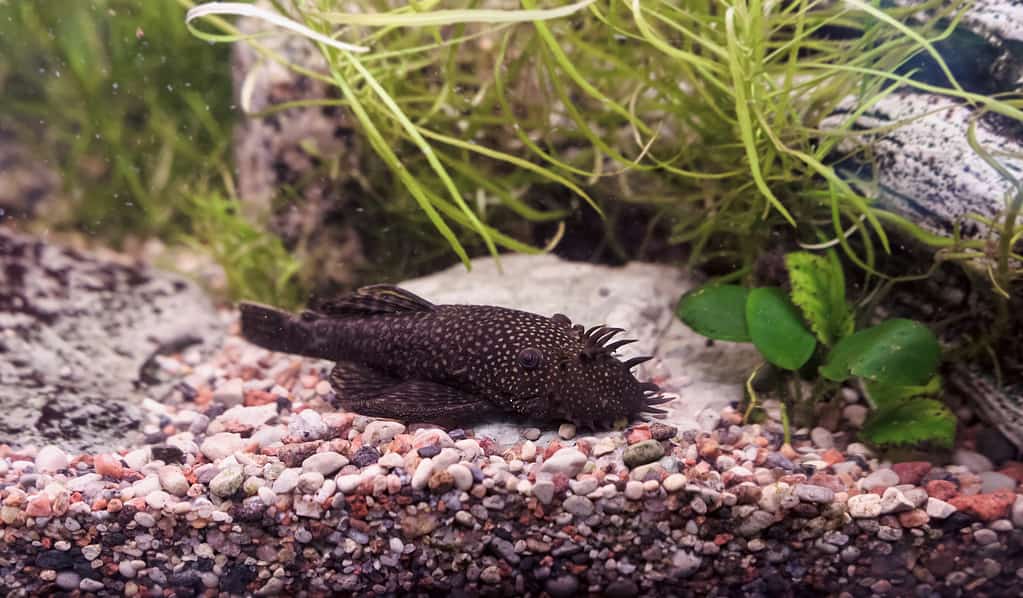 lying on the bottom of fish tank bushymouth catfish (ancistrus dolichopterus)