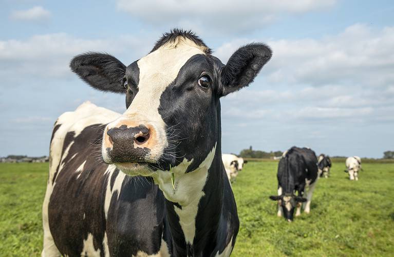 Mature cow, black and white curious gentle surprised look