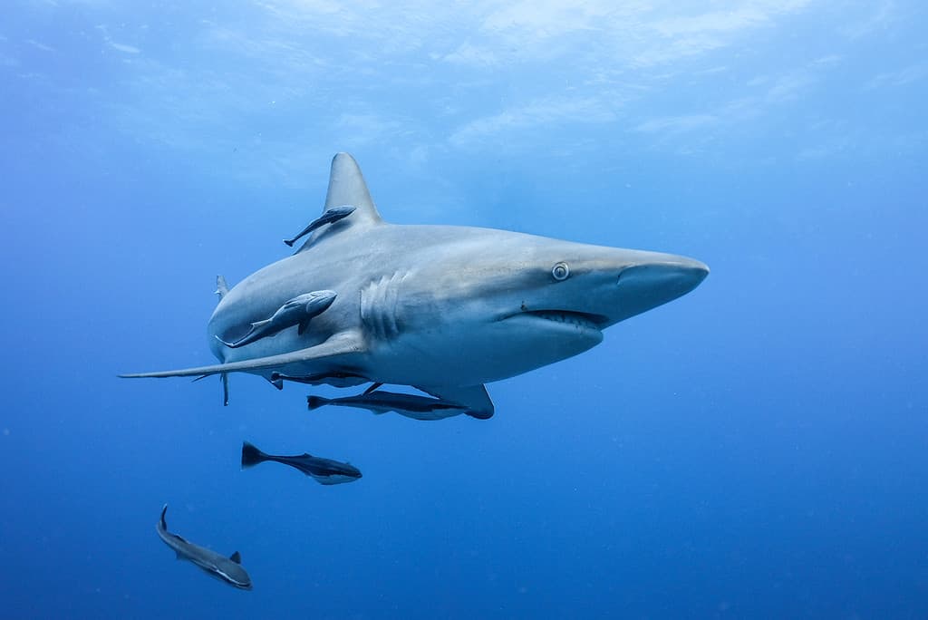 Blacktip Shark Scuba Diving Aliwal Shoal