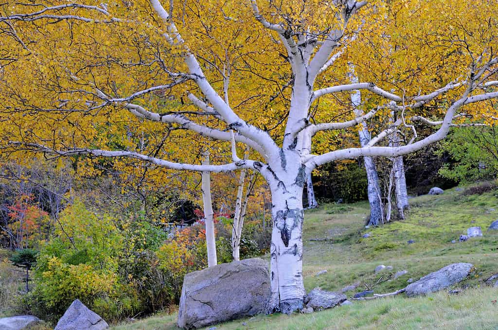White Paper Birch Tree Framed by Autumn Colors
