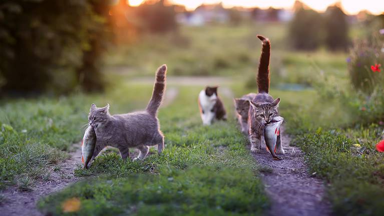 Domestic Cat, Fish, Eating, House, Small