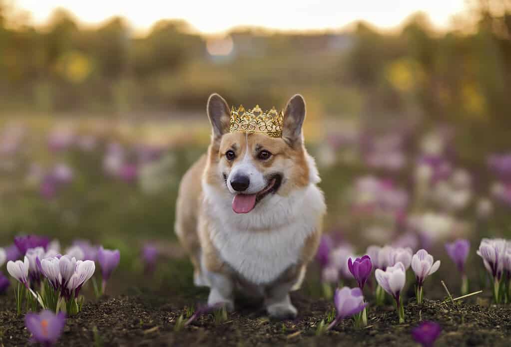 dog in a golden crown walks through a spring meadow blooming with purple snowdrops