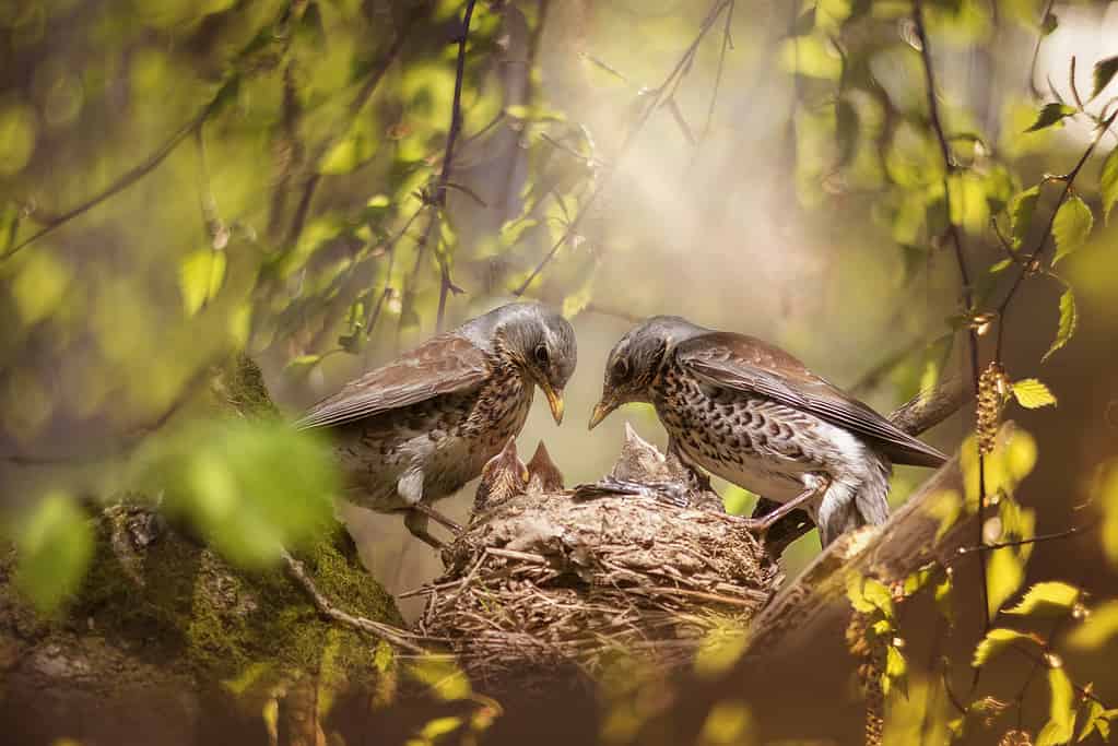 parents of the blackbird bird feed their chicks in the nest among the green foliage in the spring