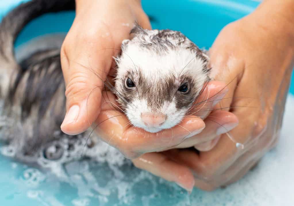 Pet Ferret enjoying a indoor bath.