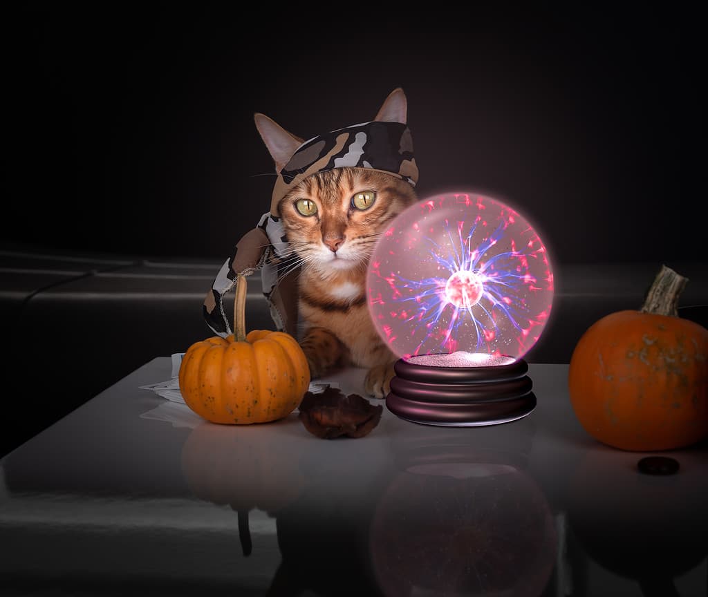 Soothsayer cat near the crystal ball.