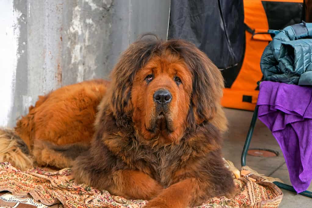 The Tibetan Mastiff dog lies on the rug and looks into the camera.