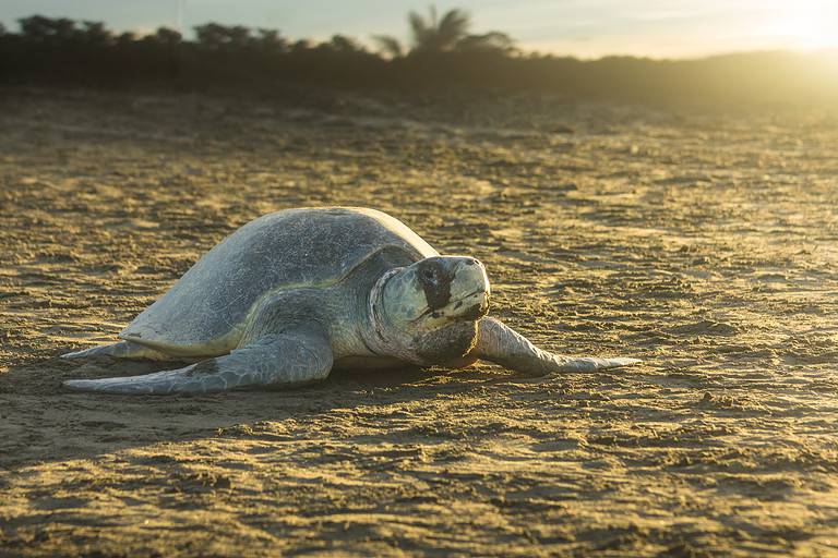 Olive ridley sea turtle on the beach